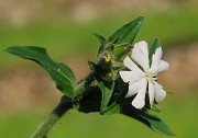 10 Silene latifolia
